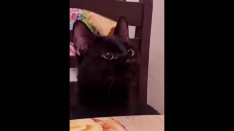 Funniest Cats and Dogs Videos