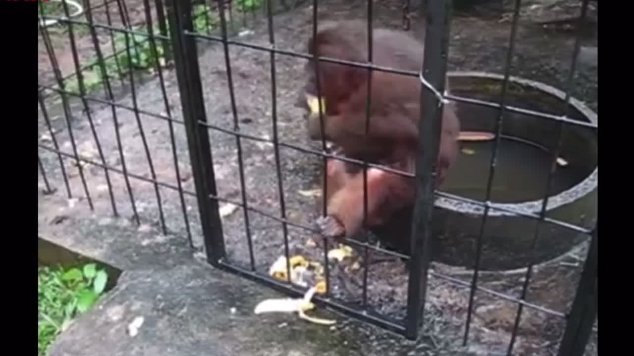 Baboon and his bananas