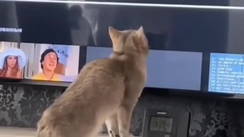 TV-addicted kitten