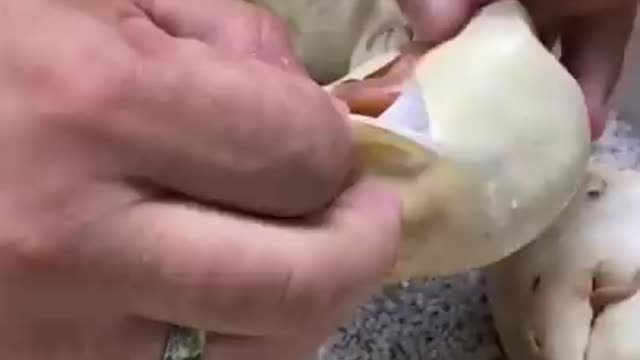 egg of Snake 🐍 | Cute wild animals