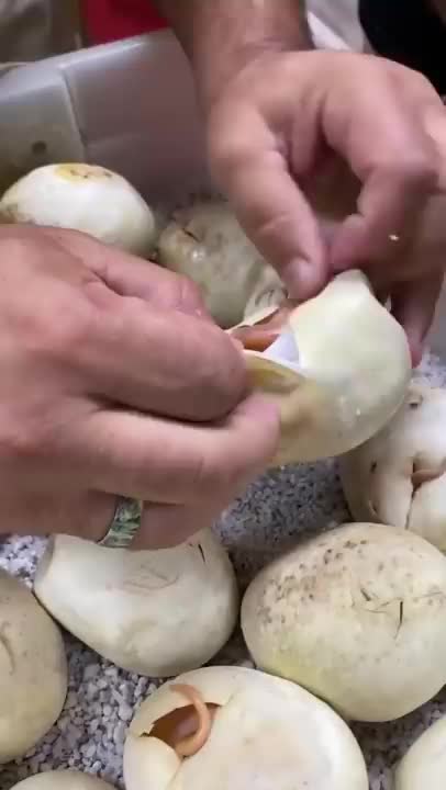 egg of Snake 🐍 | Cute wild animals