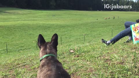 Dog enjoys watching show