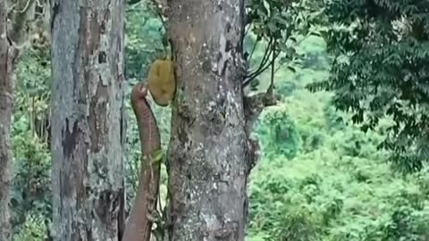 elephant theft jackfruit 💞💥