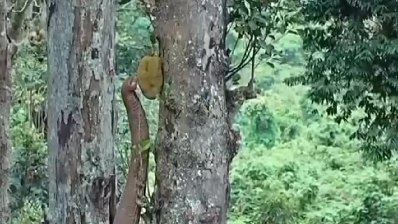 elephant theft jackfruit 💞💥