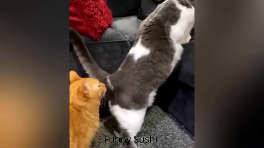 Funny Cat Video Compilation