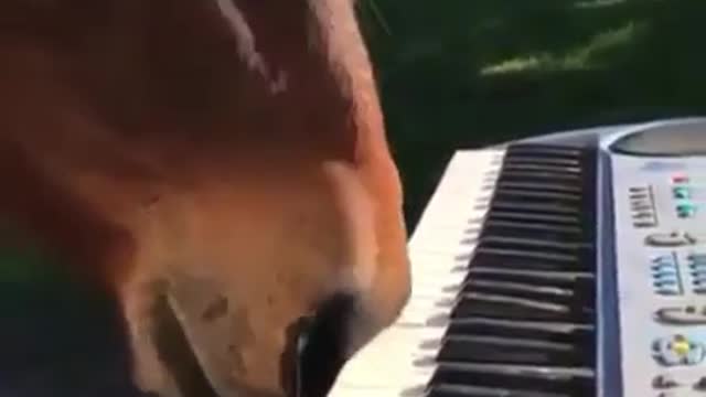 horse playing piano by mouth | Funny video | Viral video | Funny meme | Viral file