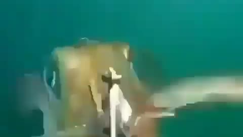 This is a beautiful and charming water-dwelling species