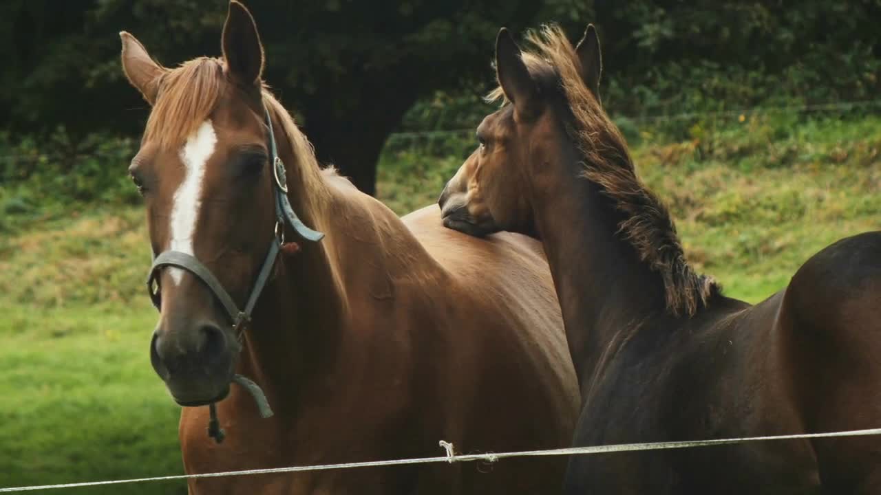 Horse and her foal taking care of each others, sweetness