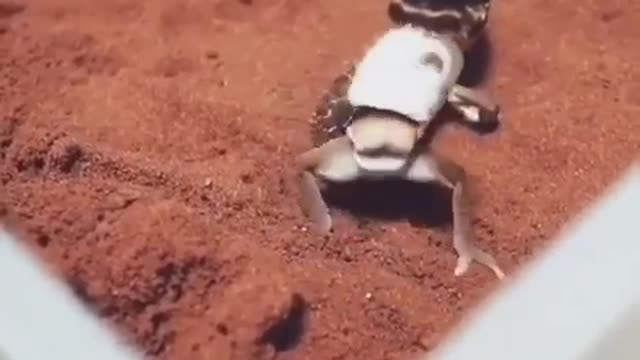 When reptiles jump to music