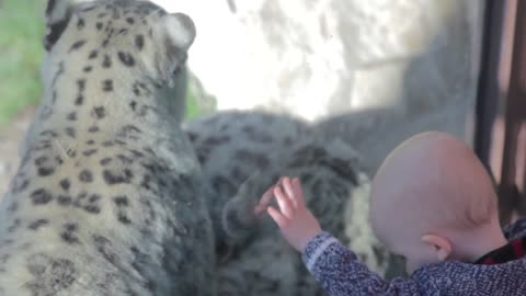 a woman and baby watching leopards at the zoo