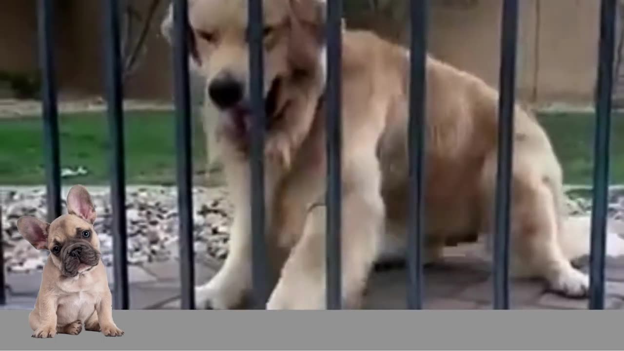 Funny cats and hilarious dogs#video