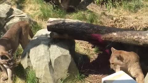 The food time of the cougars at the Paris Zoo