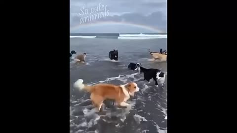 Funny video dogs and cats