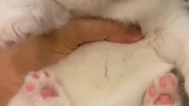 The kitten is a miracle