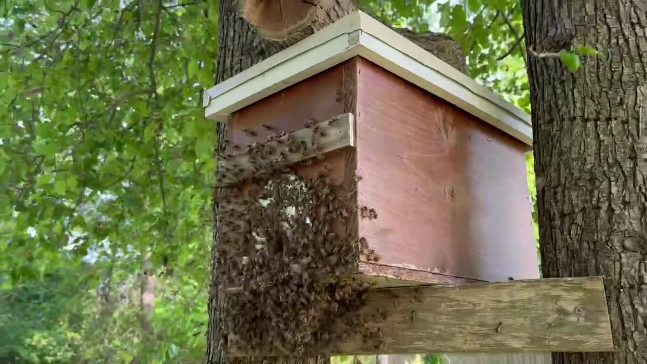 Honey Bee Swarm