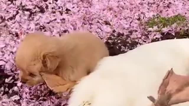 Most Funny - Cutest baby animals Videos Compilation | Cute moment of the animals #R4IWQ43