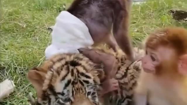 Cute monkey baby playing with tiger Baby