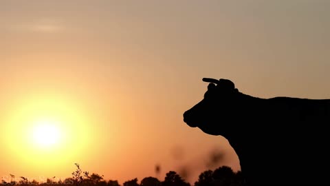 India Wildlife In 4K