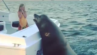 A huge sea lion jumped into the back of the boat. Reason?