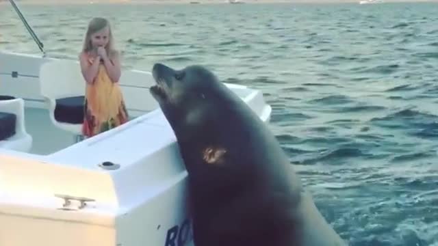 A huge sea lion jumped into the back of the boat. Reason?