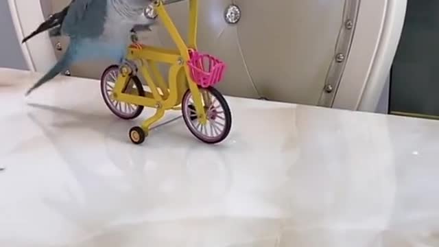 Passaro fitnes isso e muito impressionante