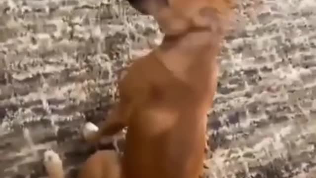 Funny dog reaction when he hears Mom name🔥🤣😂