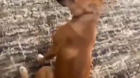 Funny dog reaction when he hears Mom name🔥🤣😂