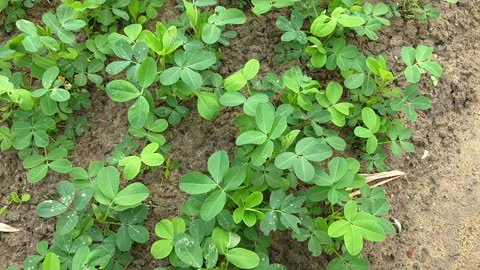 Peanut field