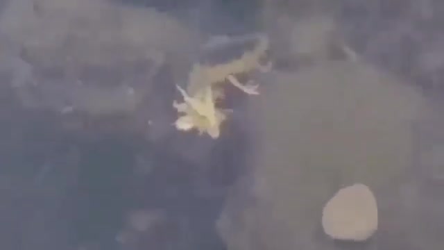 This animal looks like a dragon