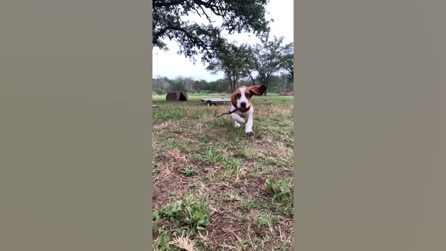 1 hour of the cutest dogs