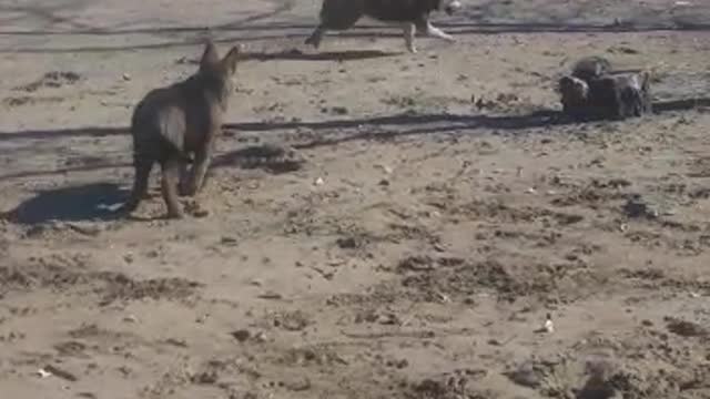Hanna and Baron are playing