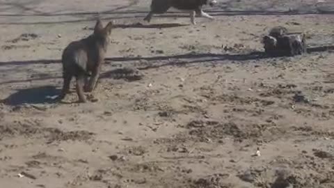 Hanna and Baron are playing