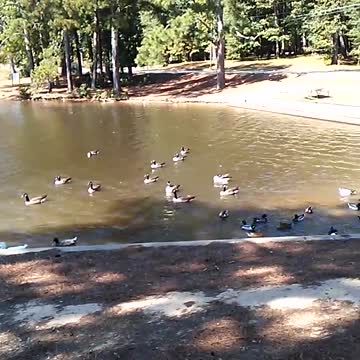 Ducks at Lake Carroll