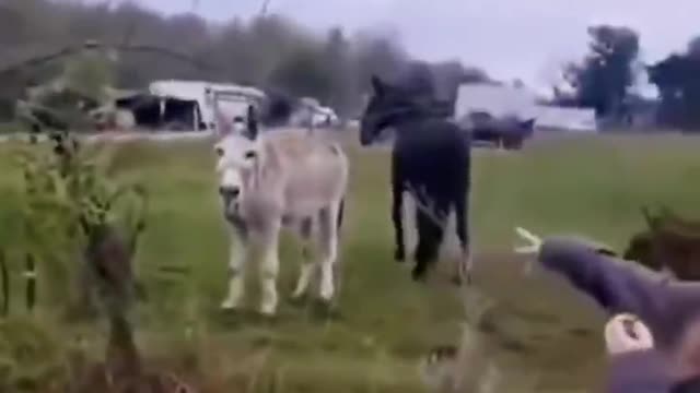 How could there be such a funny dog
