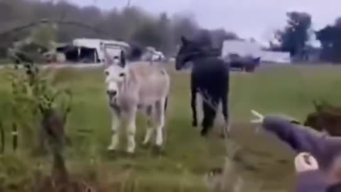 How could there be such a funny dog