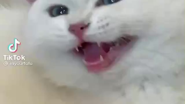 Adorable White cute cat laughting 😍😂🤣