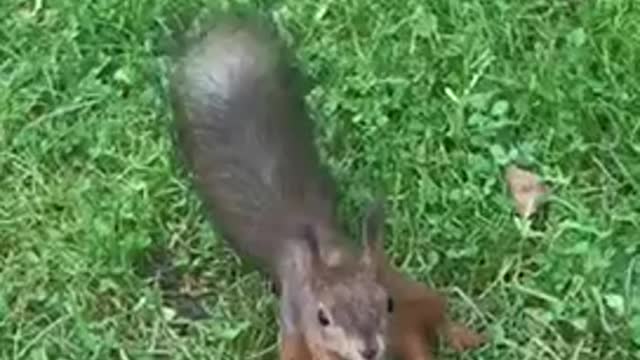 Cute squirrel gave five