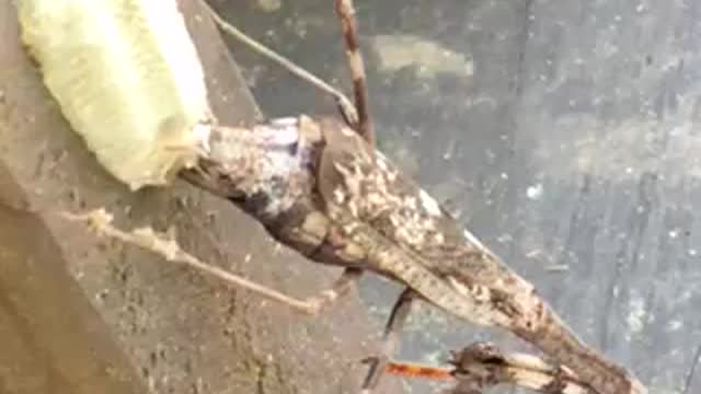 Praying Mantis Lays Eggs