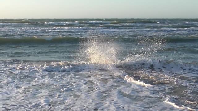 Dog Braving The Seas