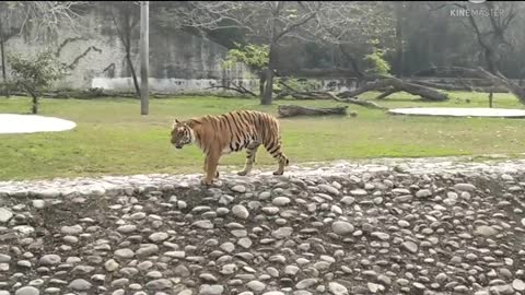 Tiger walk and lion walk