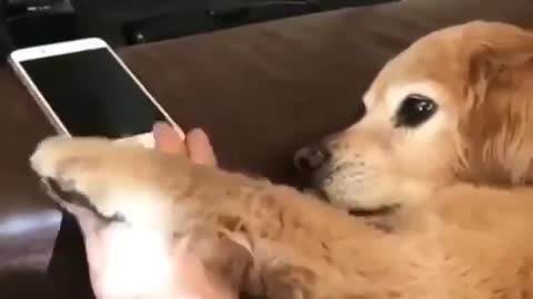 Best Funny Animal Videos 2022 😺 Funny Dog Videos 2022 😁 Funniest Dog Videos 😁😇
