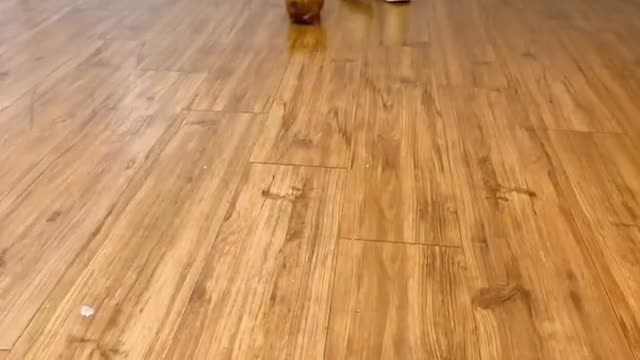 Un caniche bebé más pequeño que una mano humana