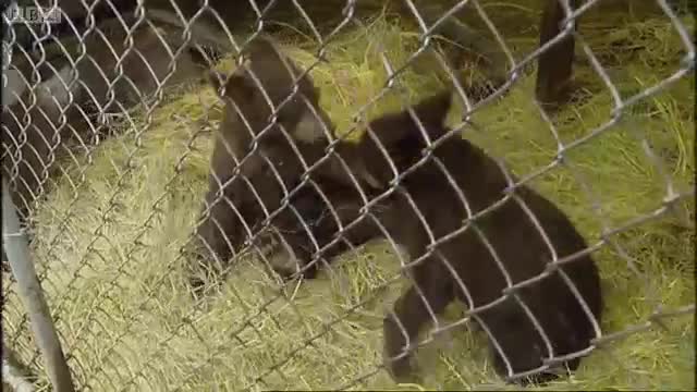 Leaving the Nursery | Born To Be Wild: Black Bear Rescue with Amanda Burton | BBC Earth