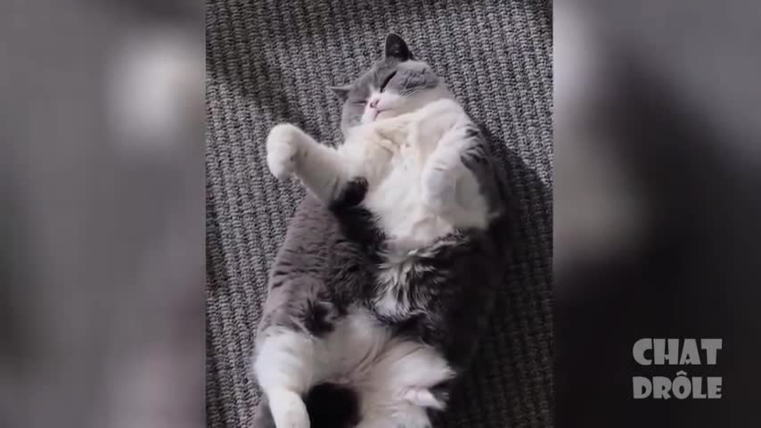 Essayer De Ne Pas Rire Vidéo De Chat À Mourir De Rire