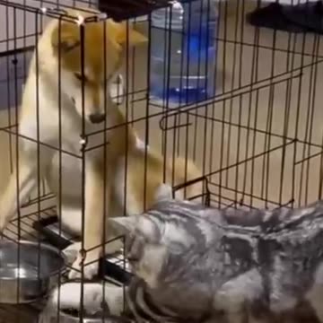 Cat and dog Funny videos comedy entertainment.... 😁😂