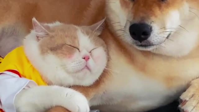 Cat and dog cuddle