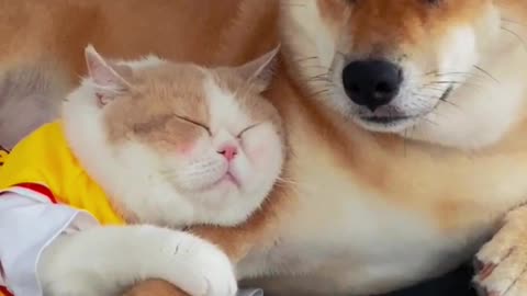 Cat and dog cuddle