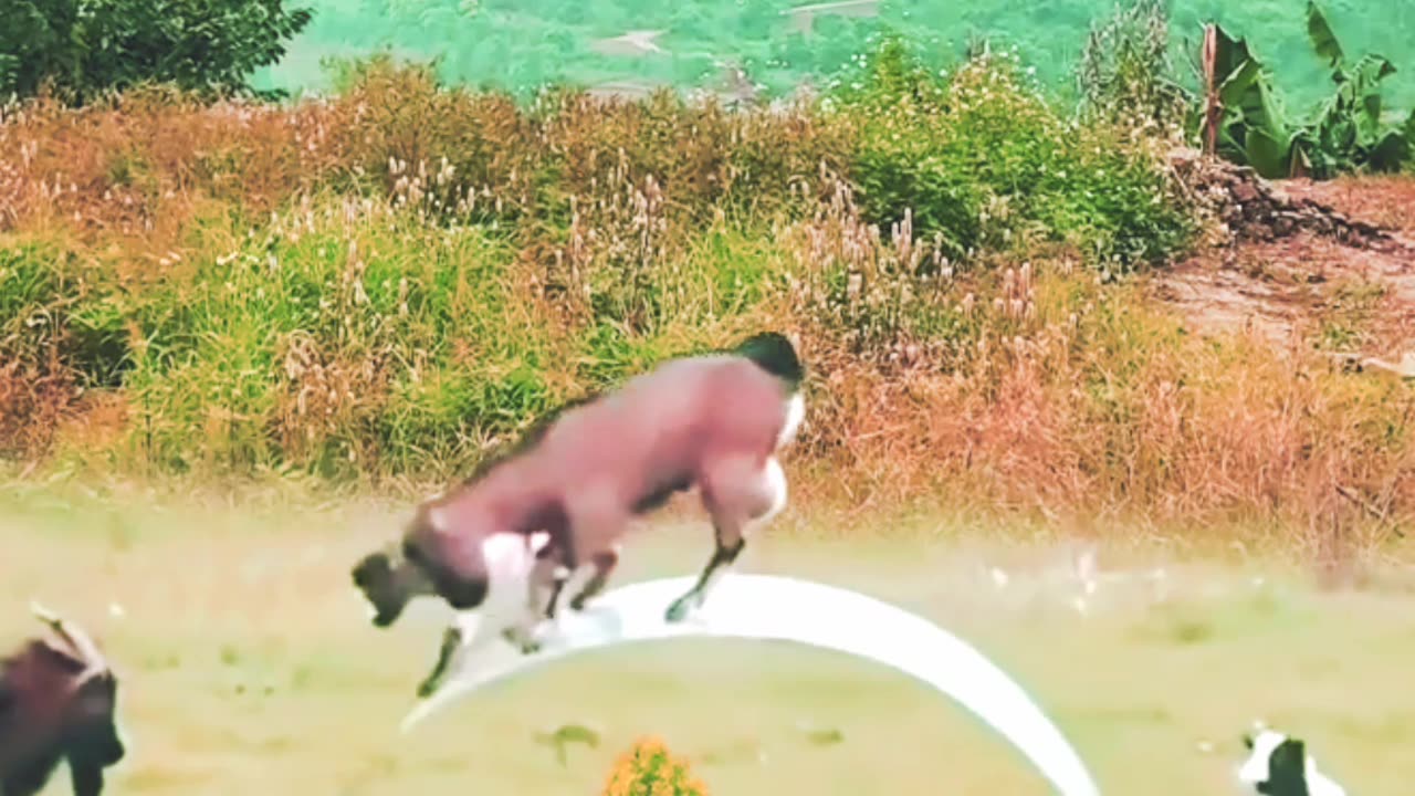 Funny Goats Playing #shorts #funny #funnyvideo #trending #funnyanimals