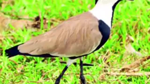 A bird that brushes the teeth of a crocodile