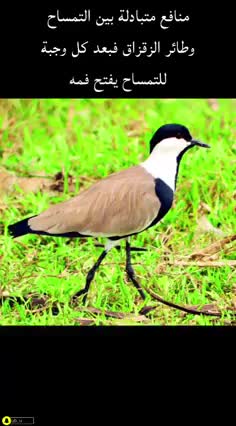 A bird that brushes the teeth of a crocodile